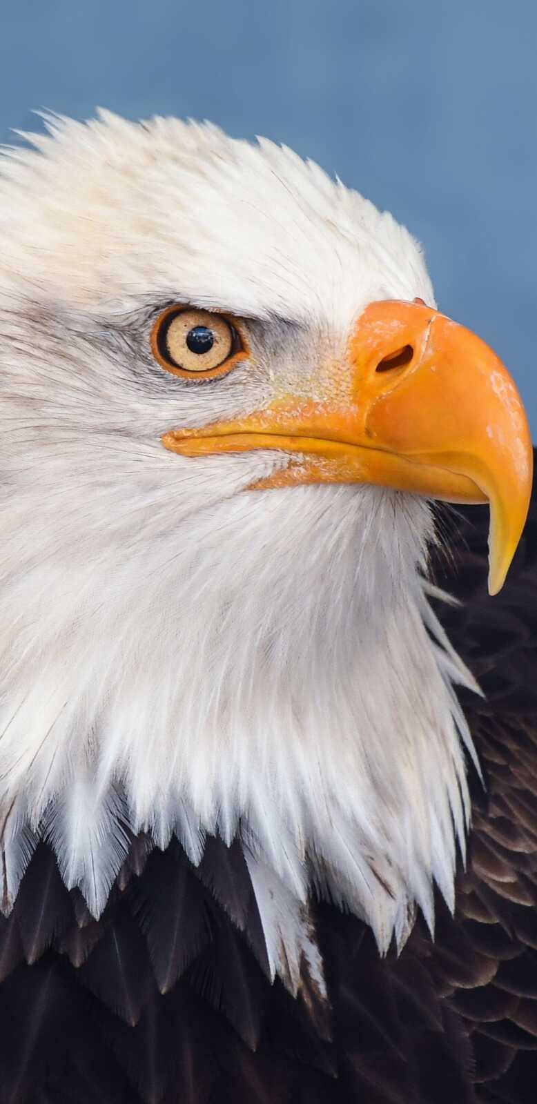 Bald Eagle Closeup