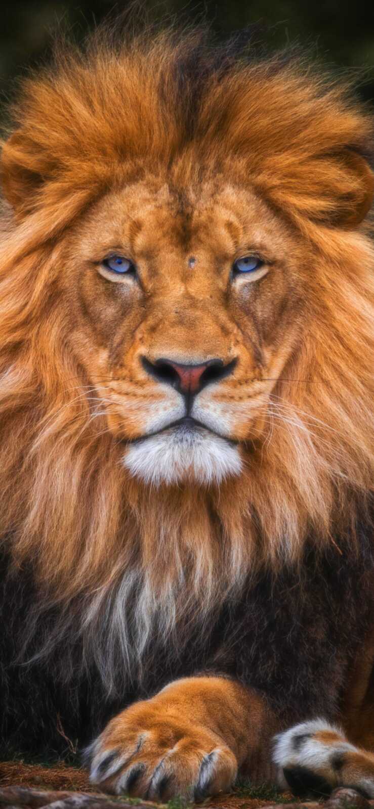 Male Lion Portrait