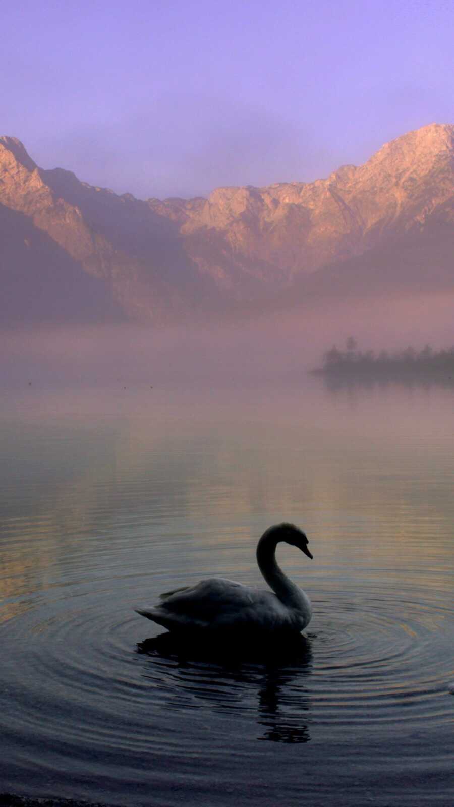 Swan Wallpapers (52 images) - WallpaperCat