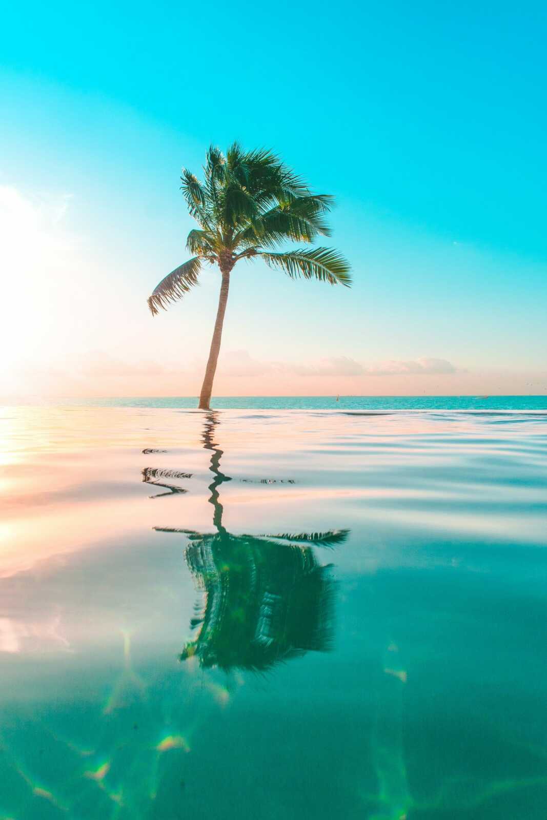 Palm Tree Wallpapers (133 images) - WallpaperCat