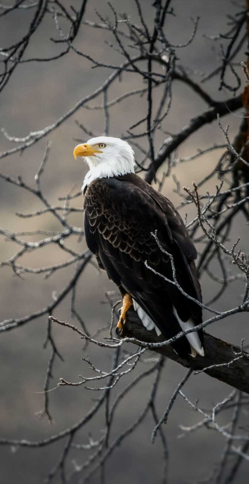 Bald Eagle Perched