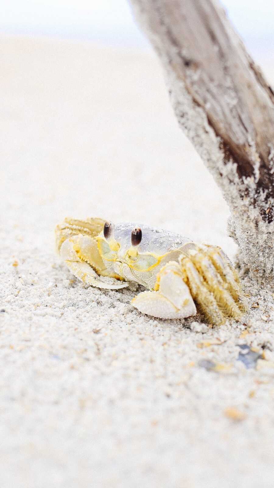 Crab Wallpapers (49 images) - WallpaperCat