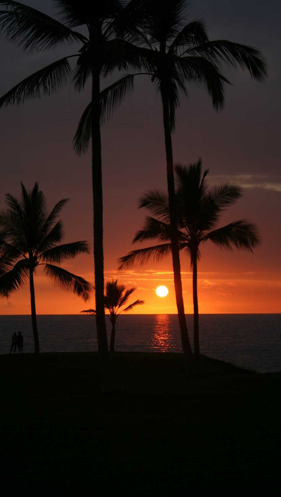 Palm Tree Silhouettes