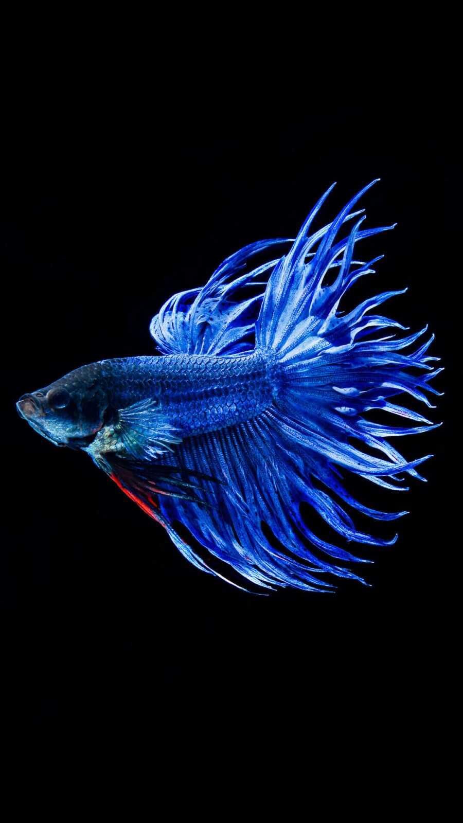 Fish Wallpapers (94 images) - WallpaperCat