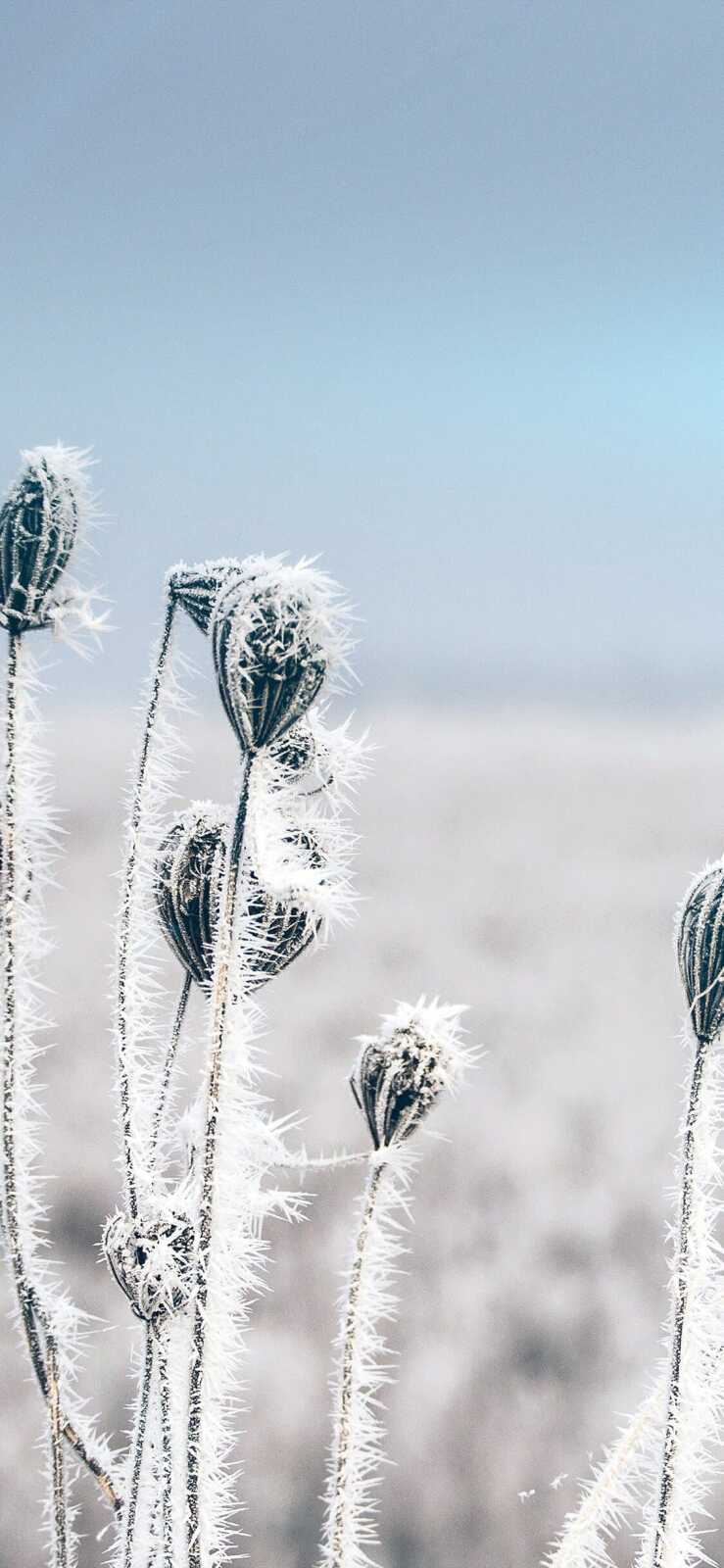 Frost-Covered Seed Pods