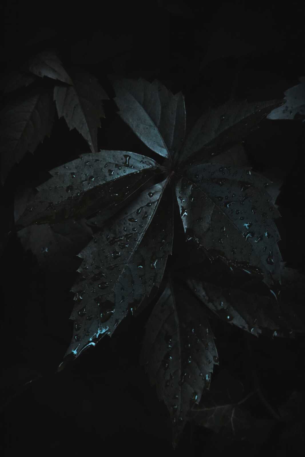 Leaves 4K Wallpapers Collection
