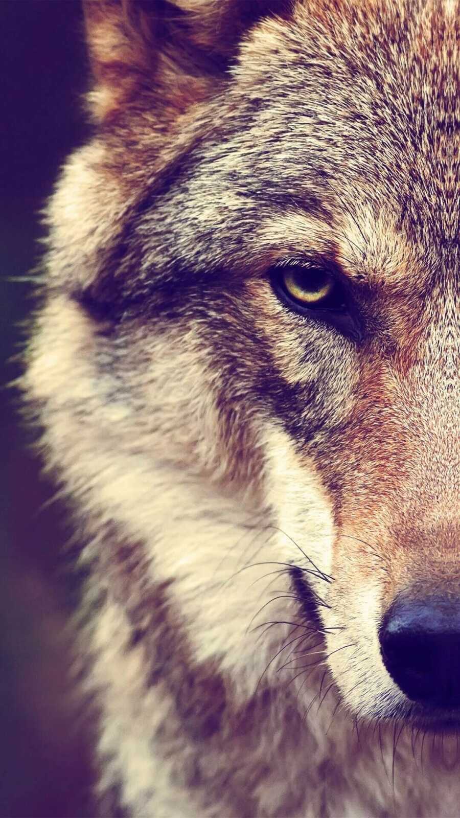 Gray Wolf Close-Up