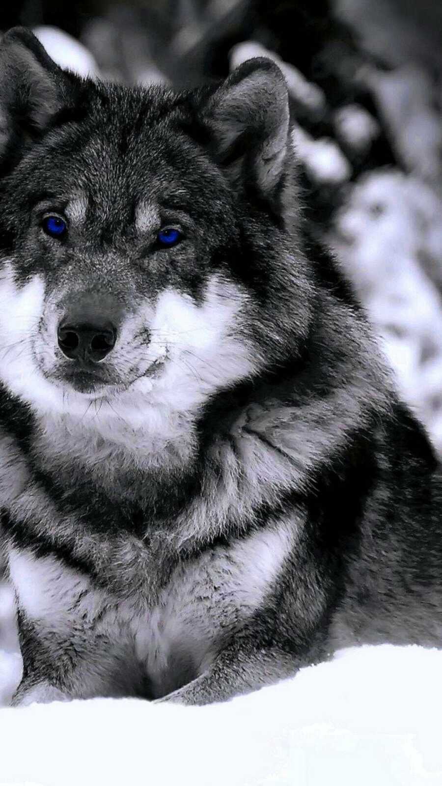 Blue-Eyed Gray Wolf