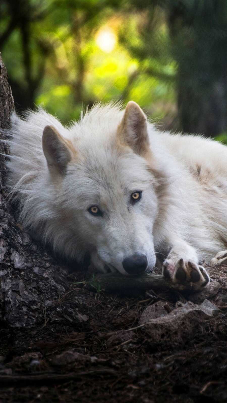 Arctic Wolf Resting