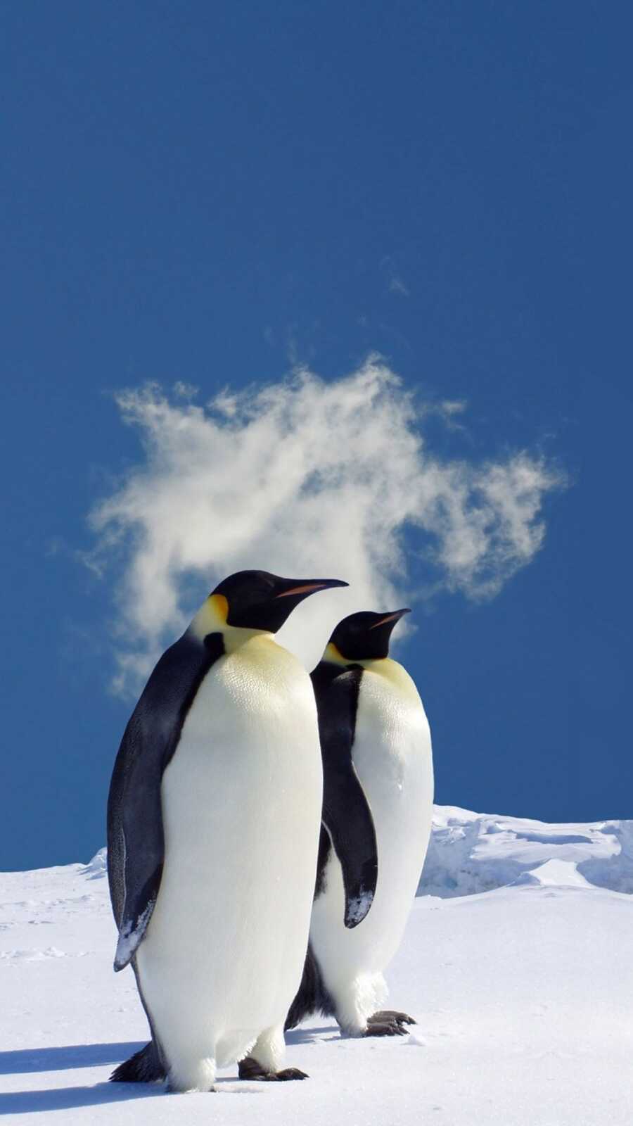 Pengu Backrounds Penguin Wallpapers (111 images) - WallpaperCat