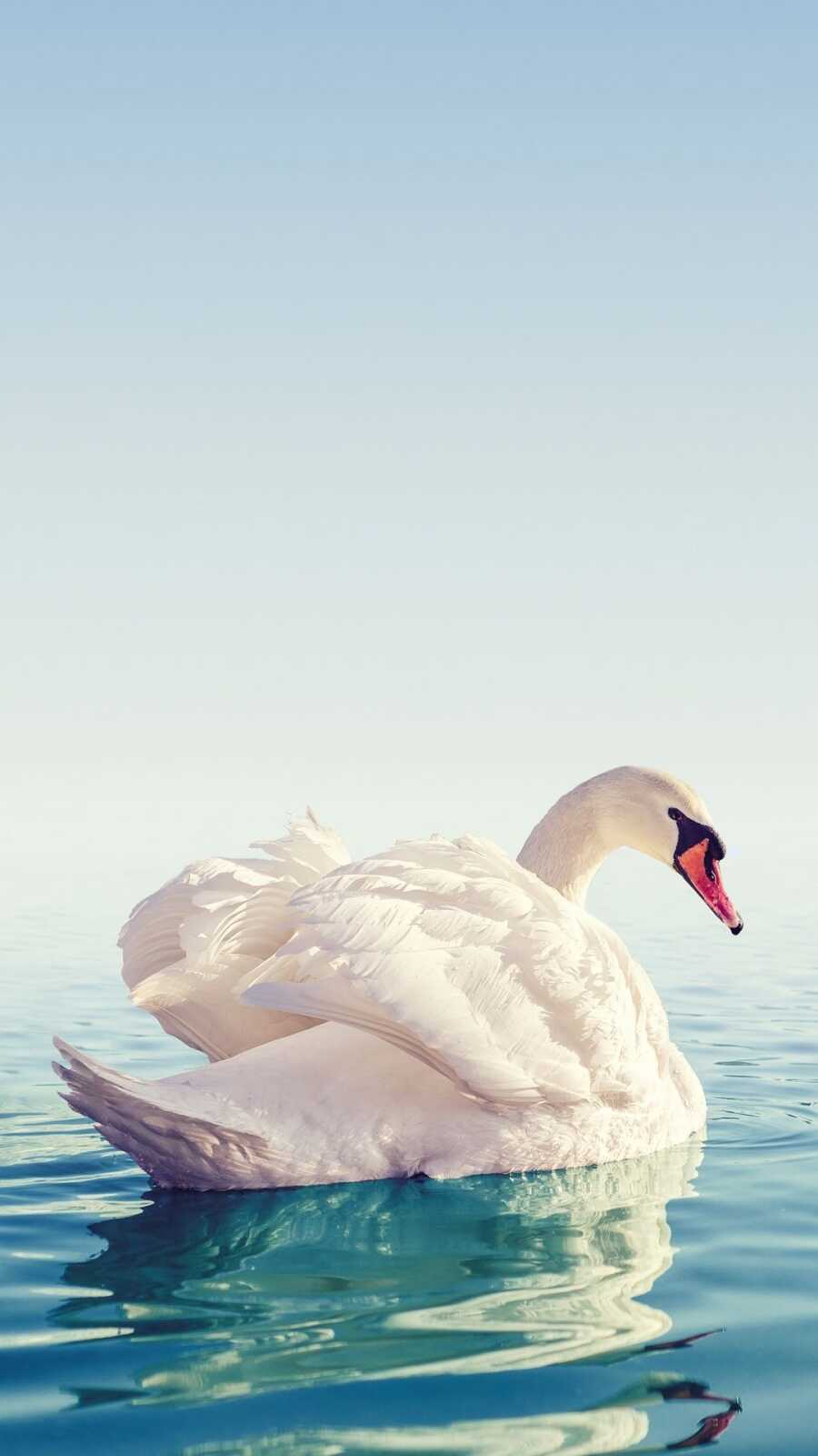 Swan Wallpapers (52 images) - WallpaperCat