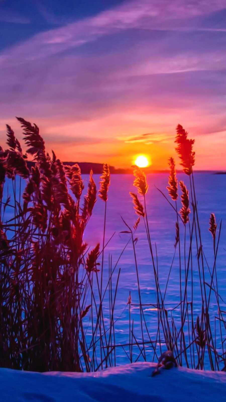 Dry Reed Grasses Silhouette