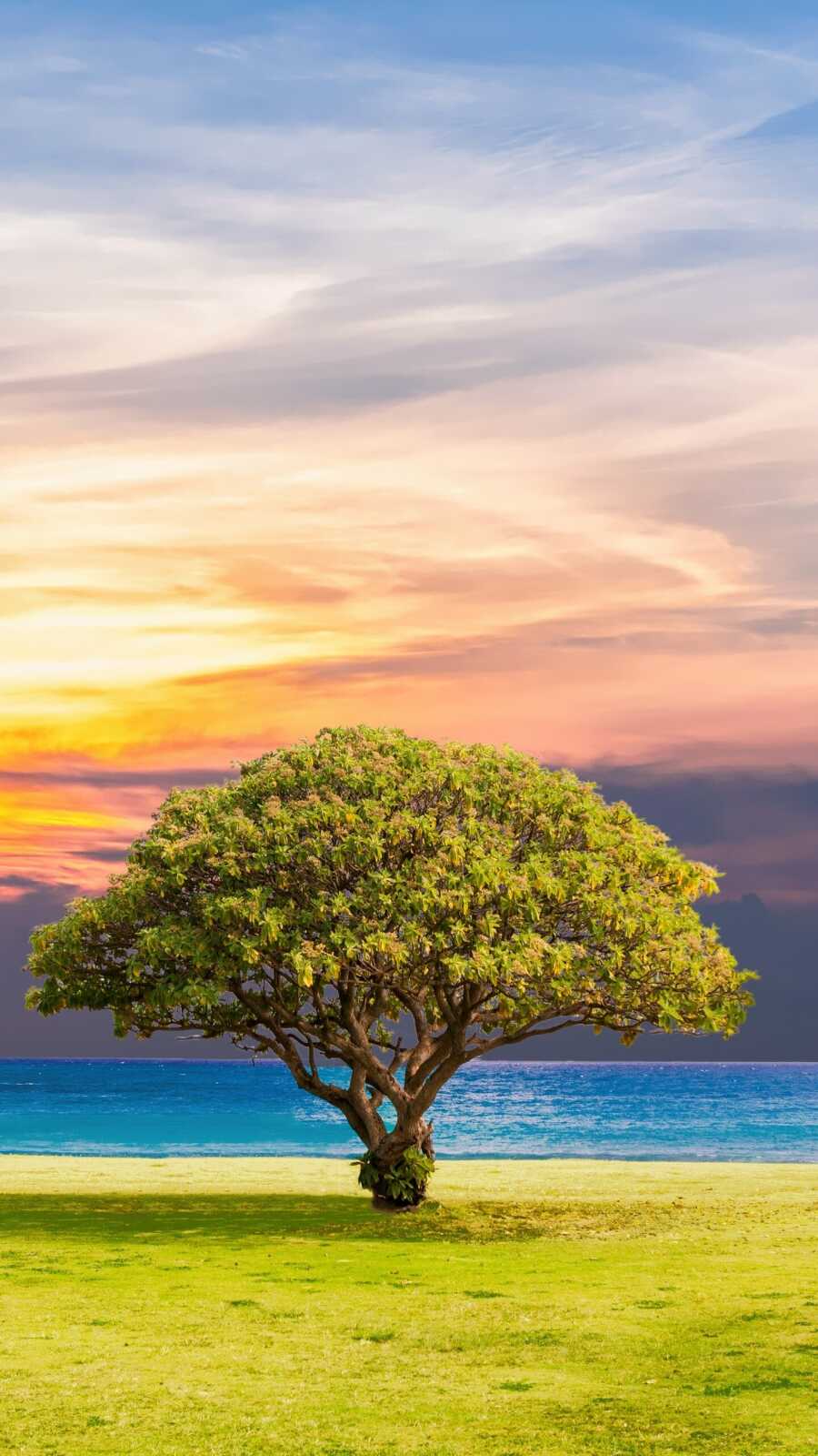 Tree Wallpapers (113 images) - WallpaperCat