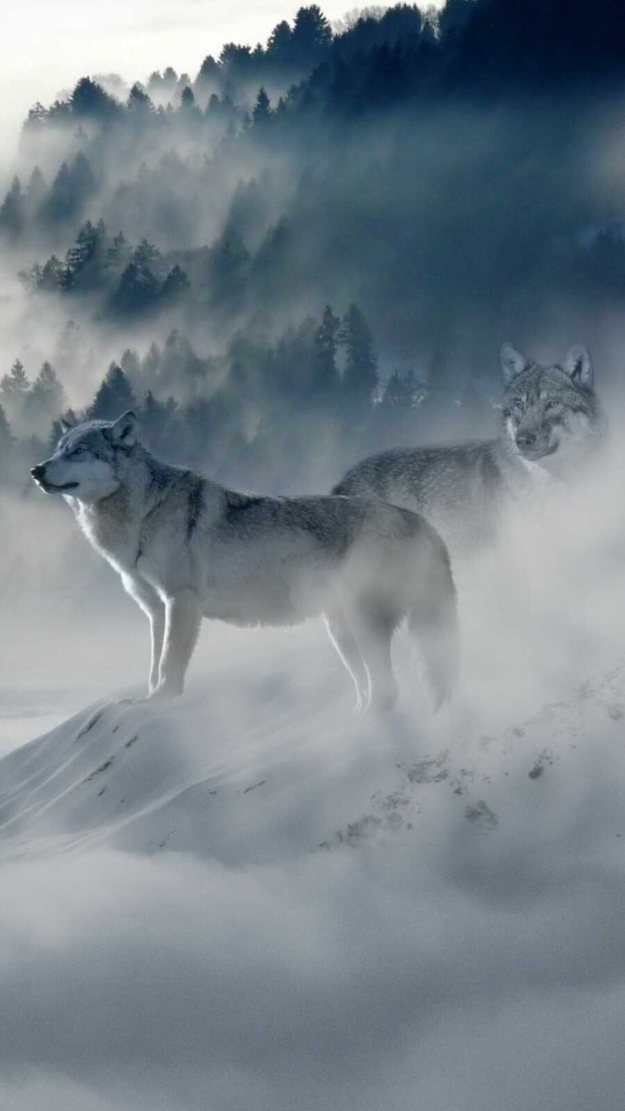 Two Gray Wolves