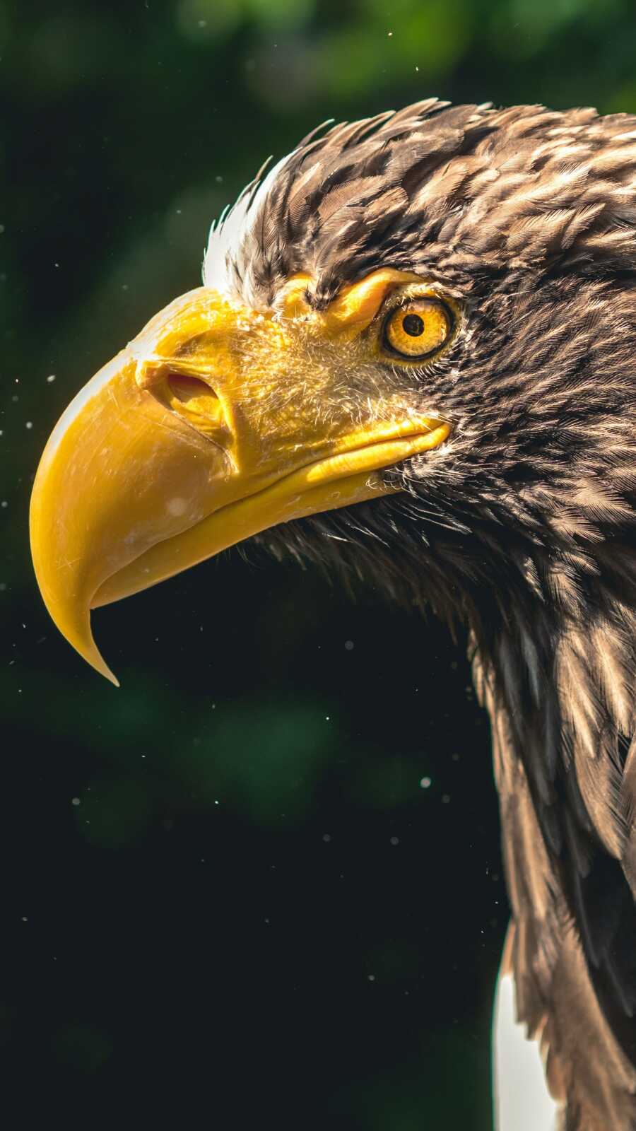 Eagle Beak