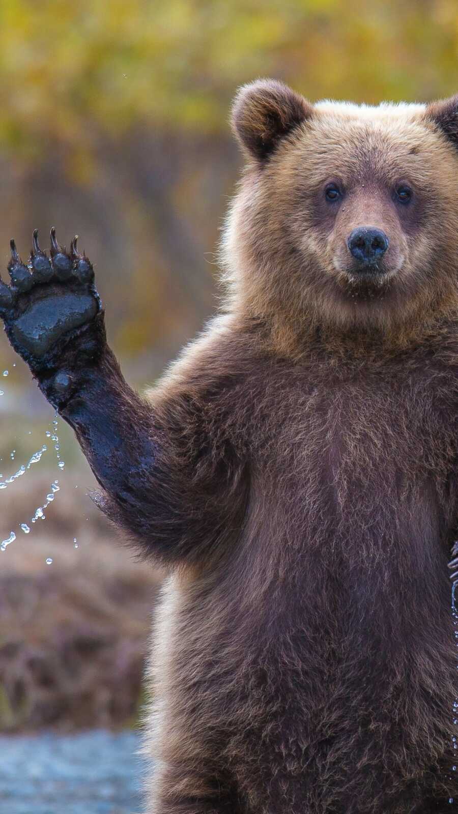 Grizzly Bear Waving Paw