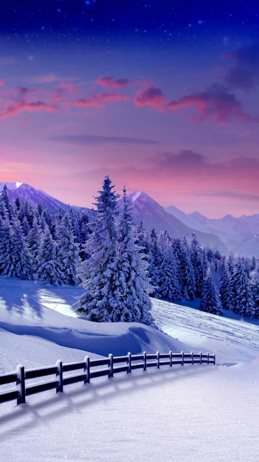 Snow-Covered Pine Trees