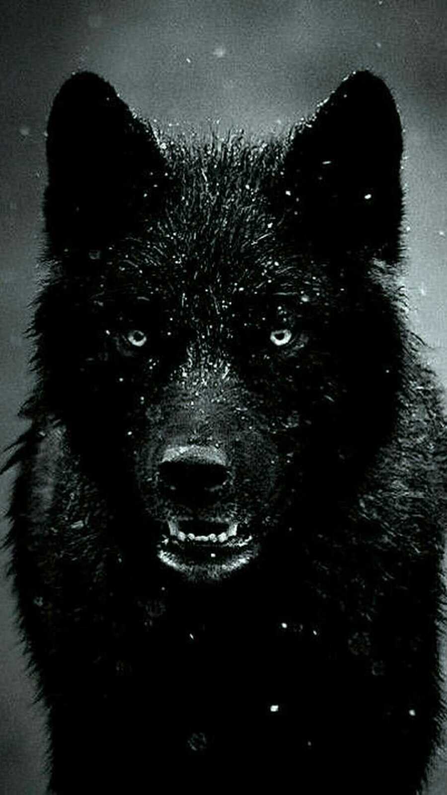 Black Wolf Portrait