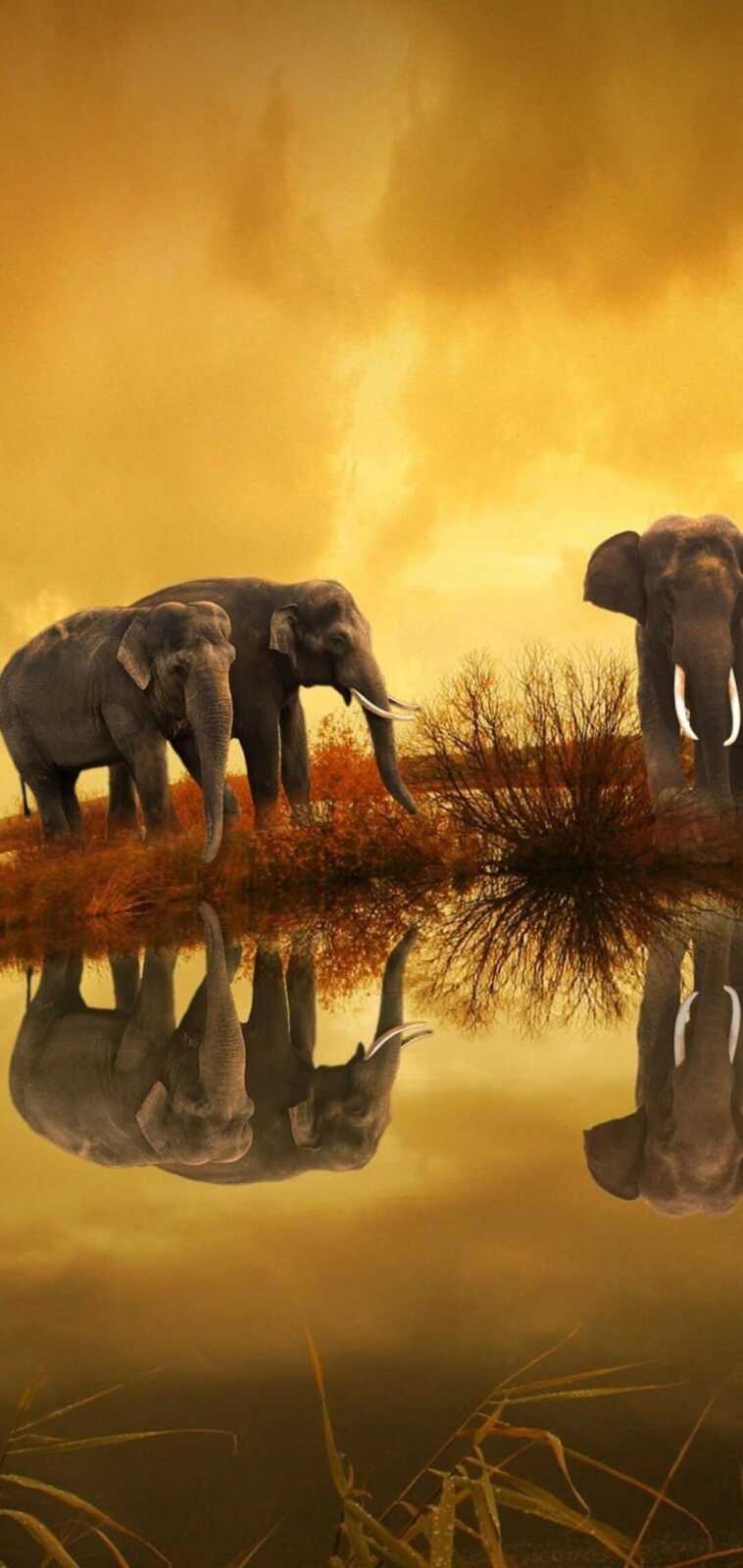 Africa Wallpapers (48 images) - WallpaperCat