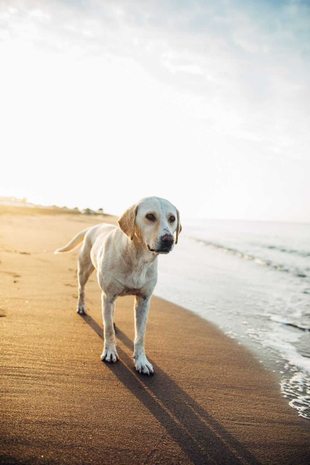 Yellow Labrador Retriever