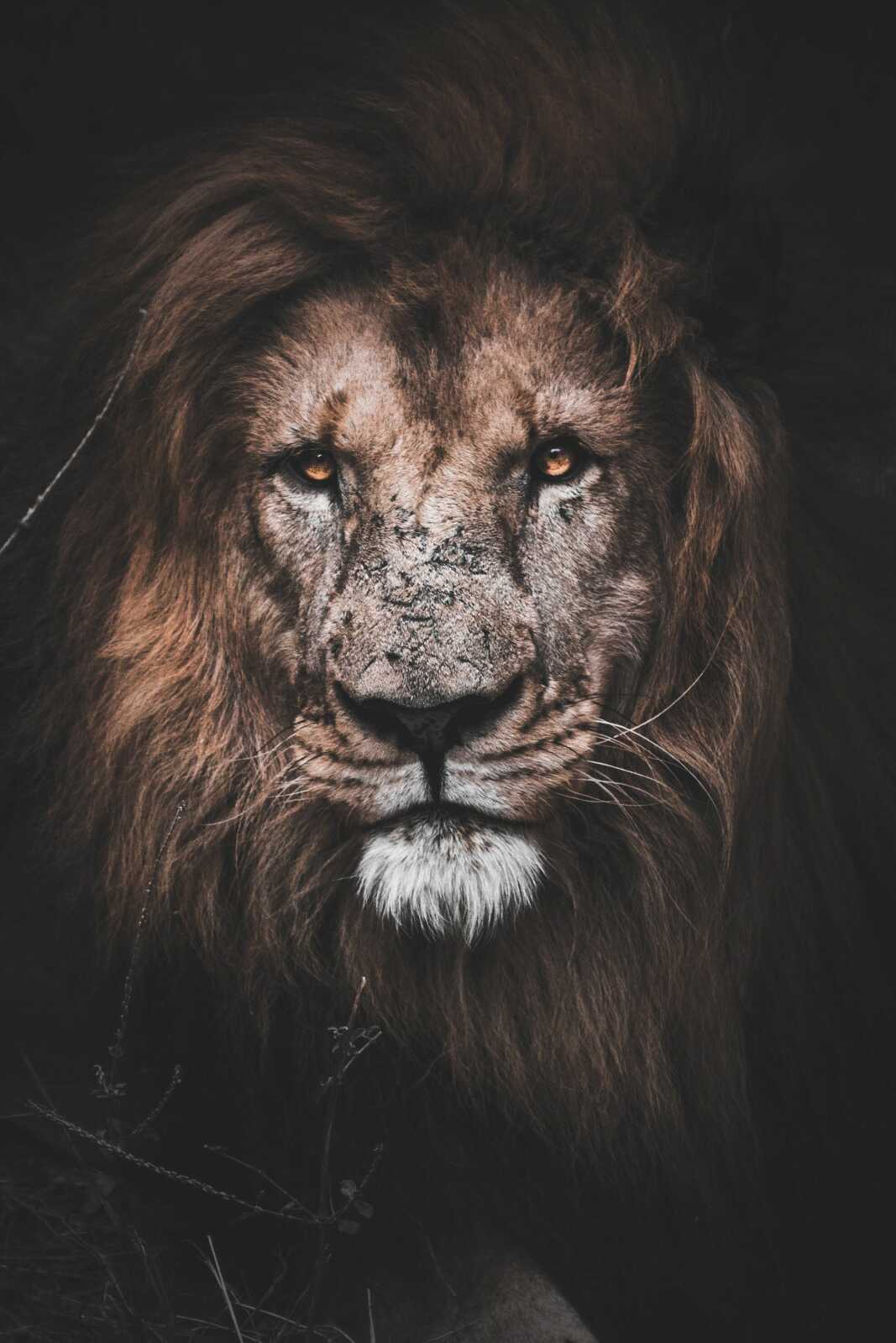 Male Lion Portrait