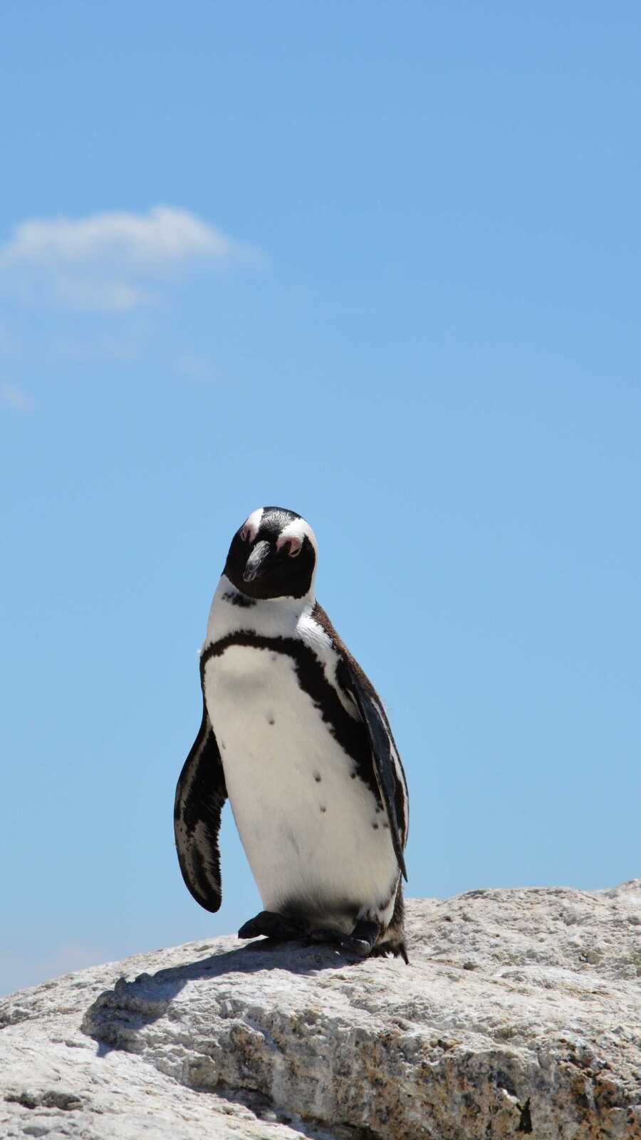 Pengu Backrounds Penguin Wallpapers (111 images) - WallpaperCat