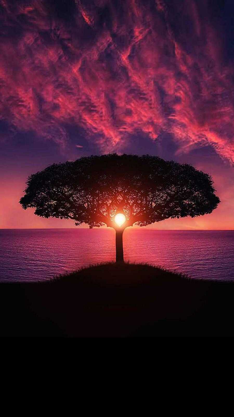 Silhouetted Tree Sun
