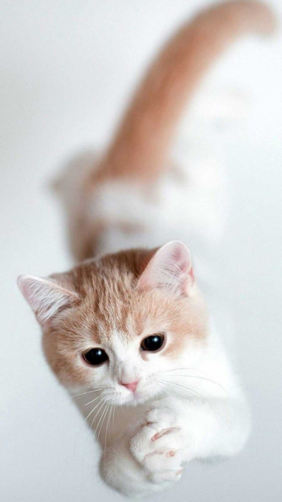 Ginger And White Kitten
