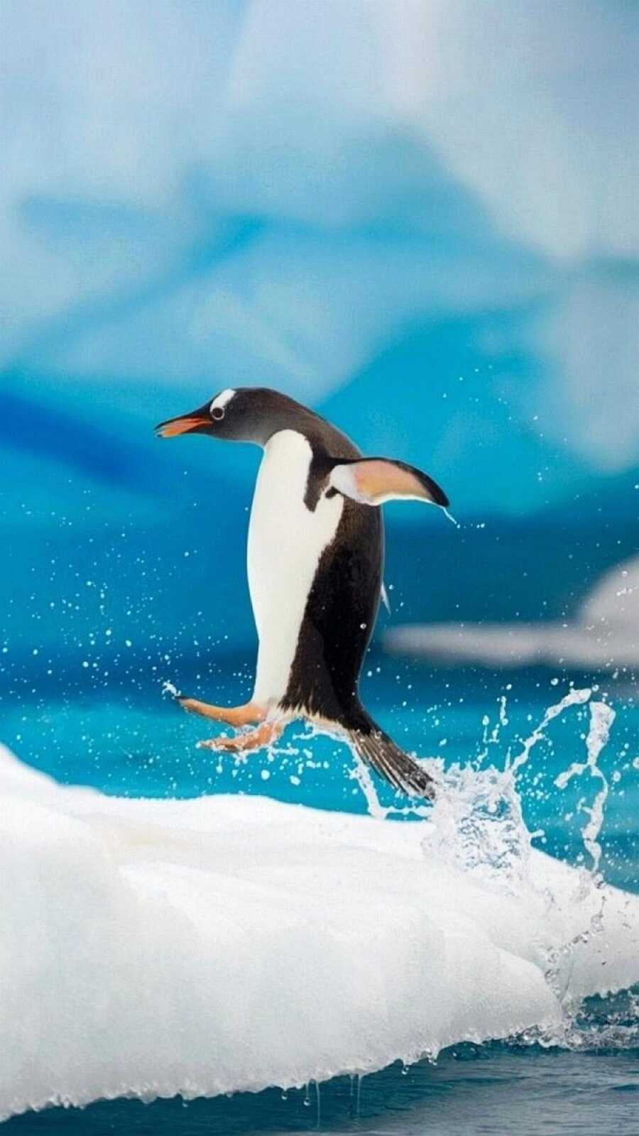 Pengu Backrounds Penguin Wallpapers (111 images) - WallpaperCat