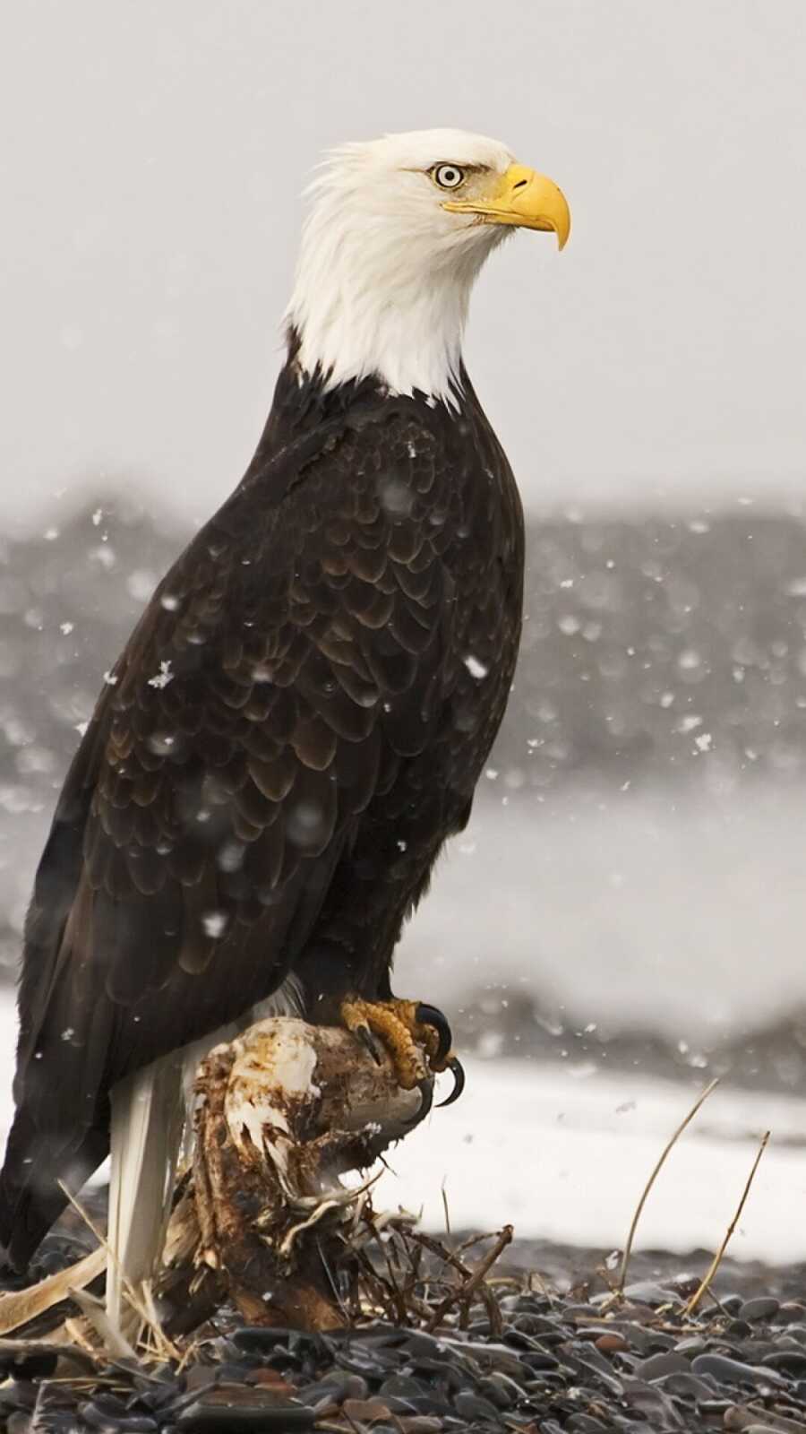 Bald Eagle Perched