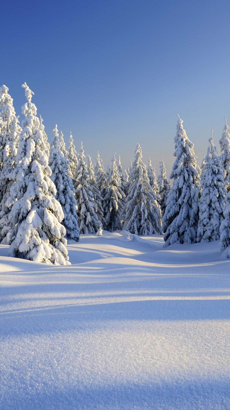 Snow-Covered Spruce Trees