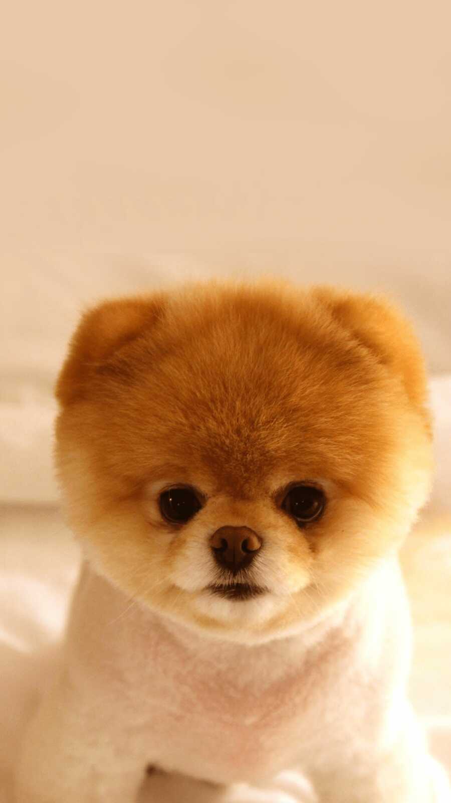 Pomeranian Boo