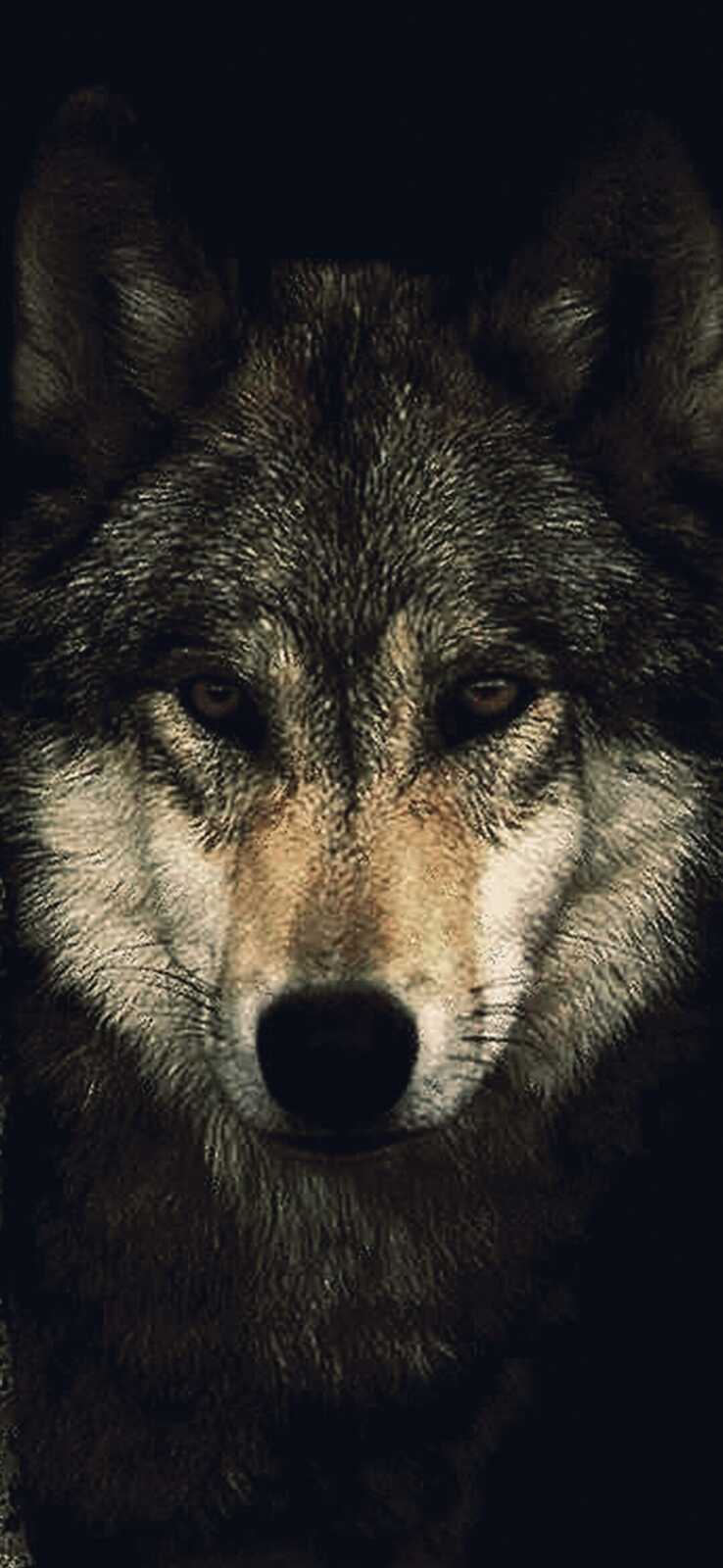 Gray Wolf Portrait