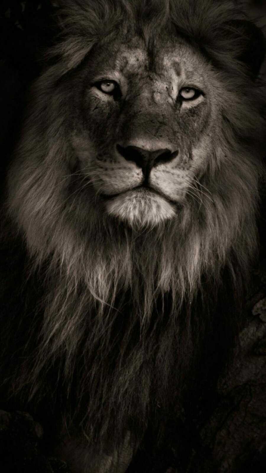 Male Lion Portrait