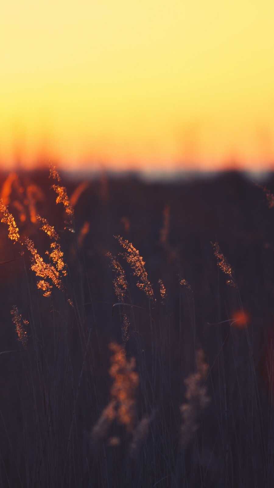 Field