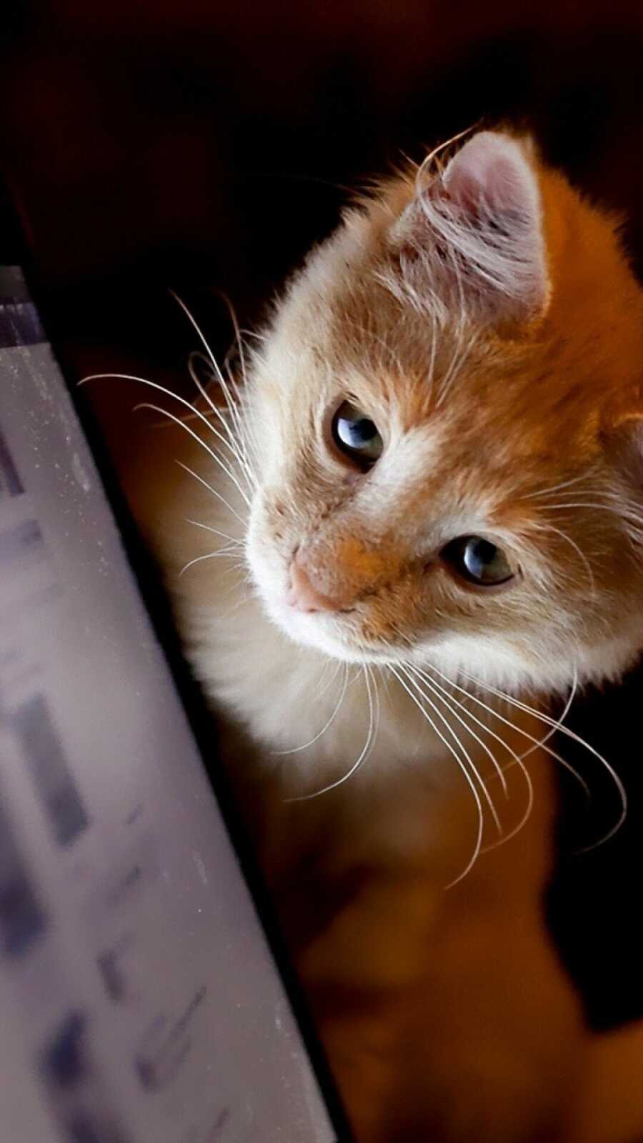 Ginger White Kitten