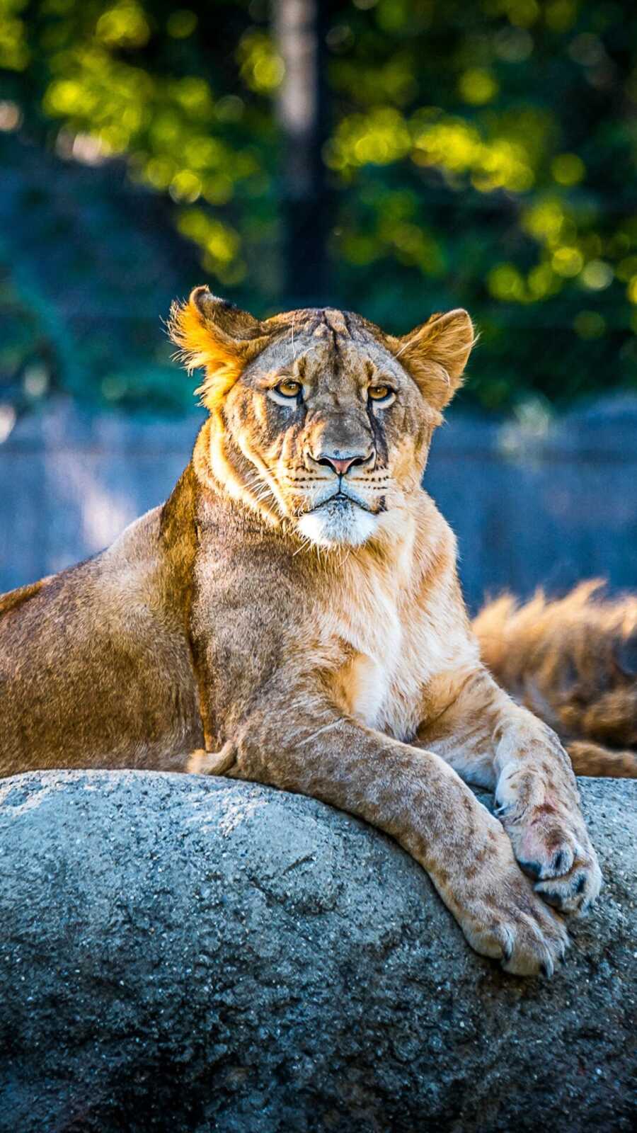 Female Lion
