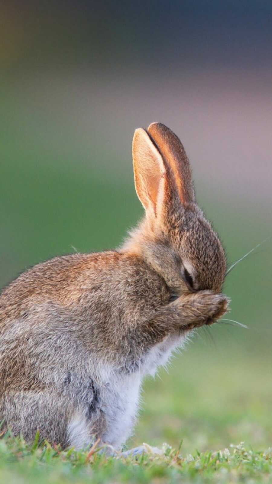 Rabbit Wallpapers (64 images) - WallpaperCat