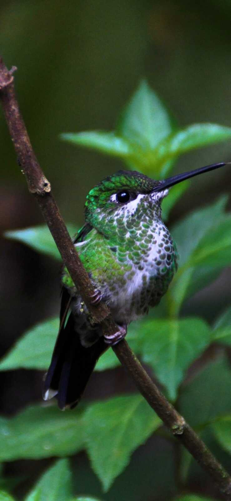 Hummingbird Wallpapers (51 images) - WallpaperCat