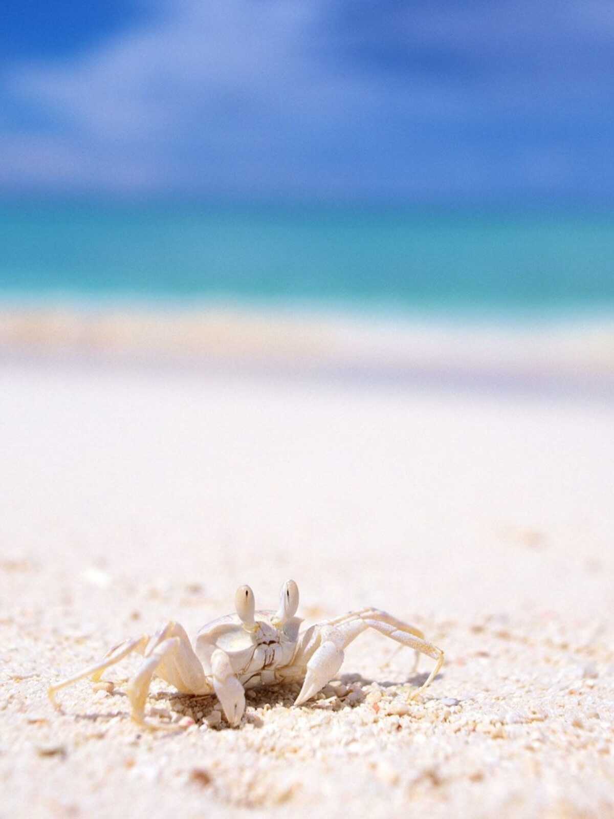 Crab Wallpapers (49 images) - WallpaperCat