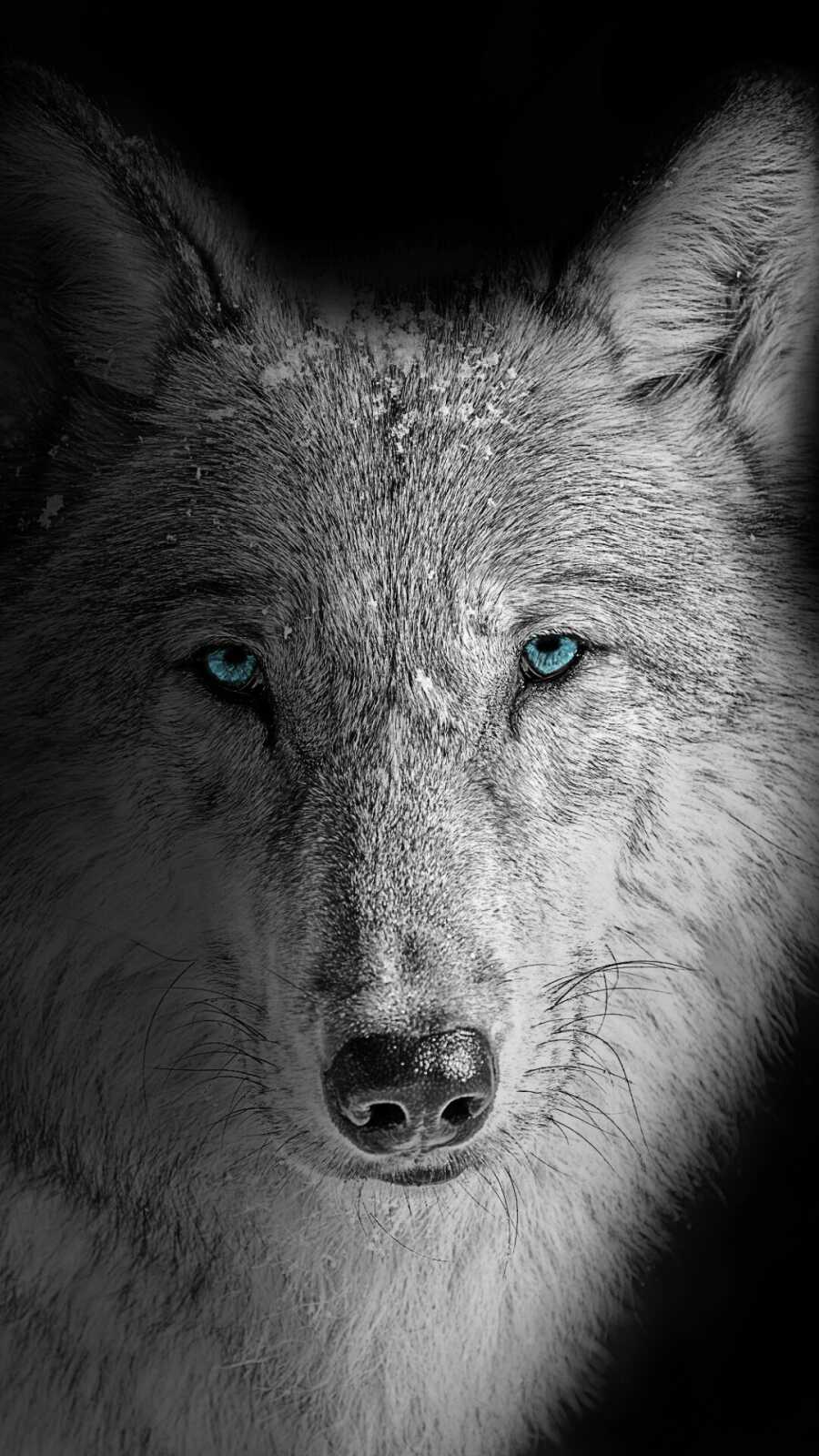 Blue-Eyed Gray Wolf