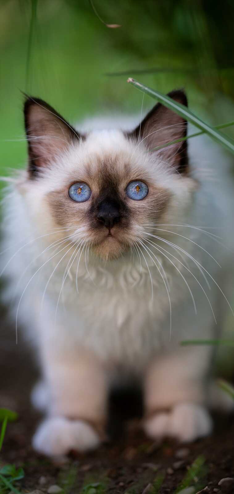 Ragdoll Wallpapers (27 images) - WallpaperCat