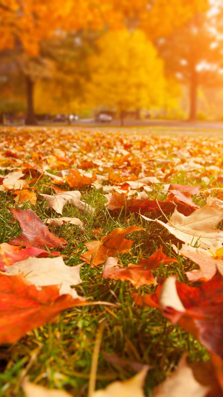 Maple Tree Wallpapers (97 images) - WallpaperCat