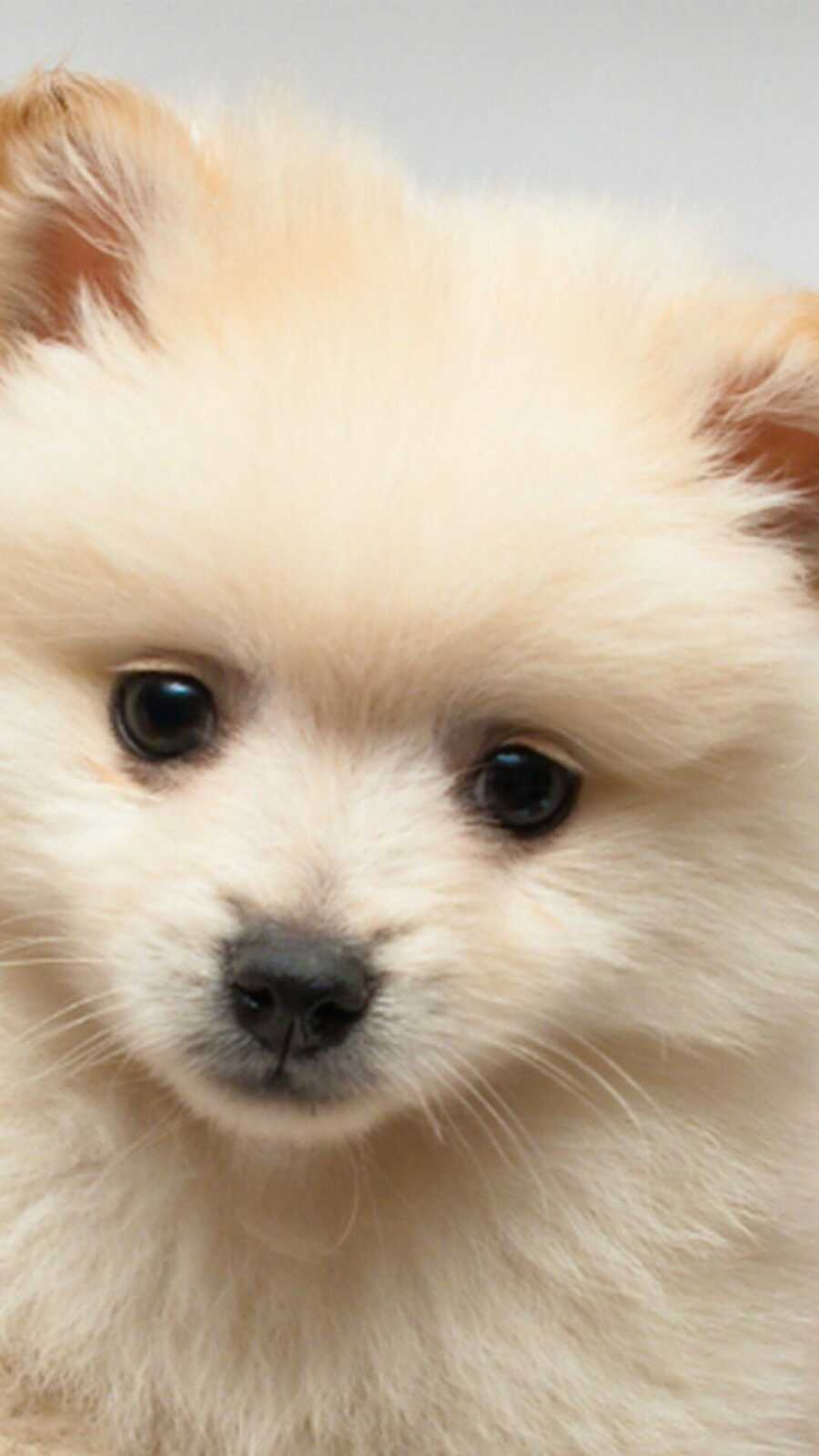 Cream Pomeranian Puppy