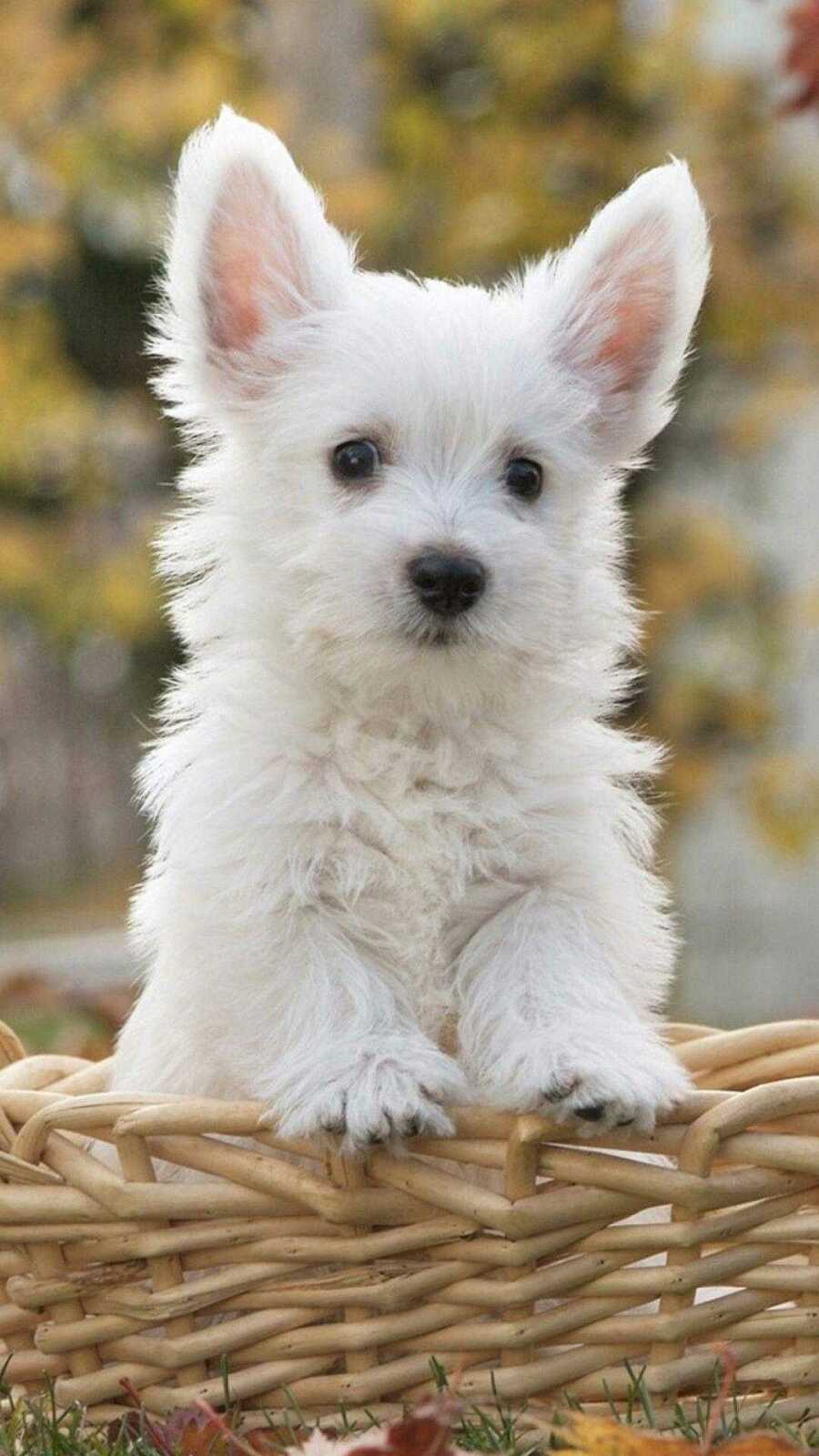 West Highland Terrier Puppy