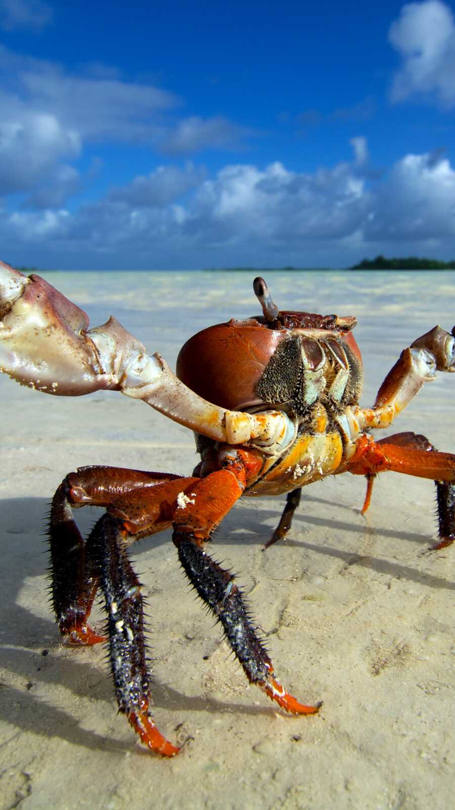 Crab Wallpapers (49 images) - WallpaperCat
