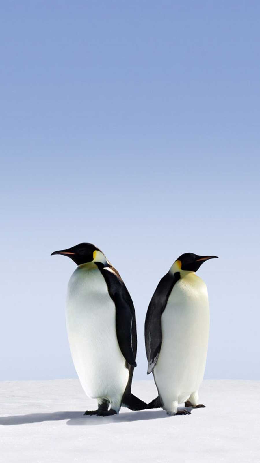 Pengu Backrounds Penguin Wallpapers (111 images) - WallpaperCat