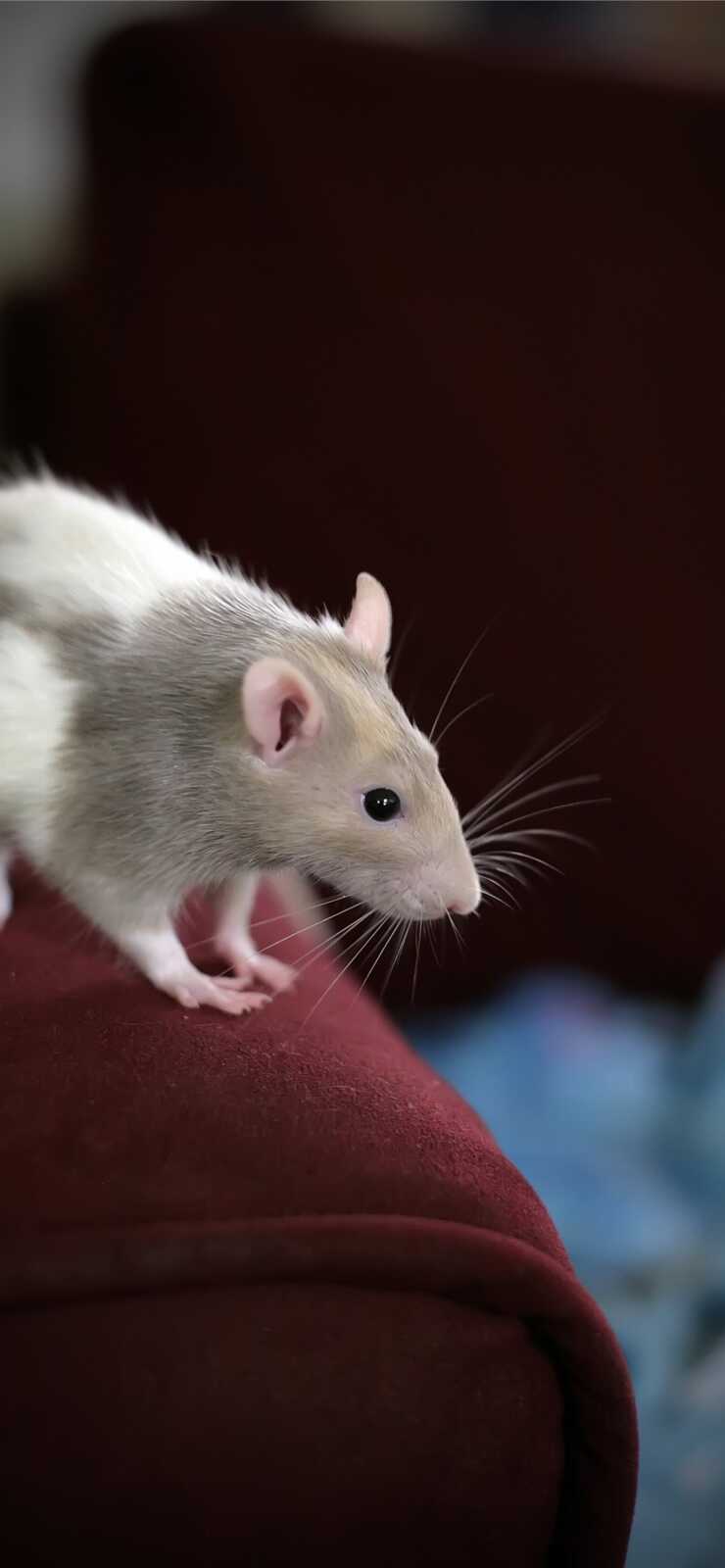 Rat Wallpapers (36 images) - WallpaperCat