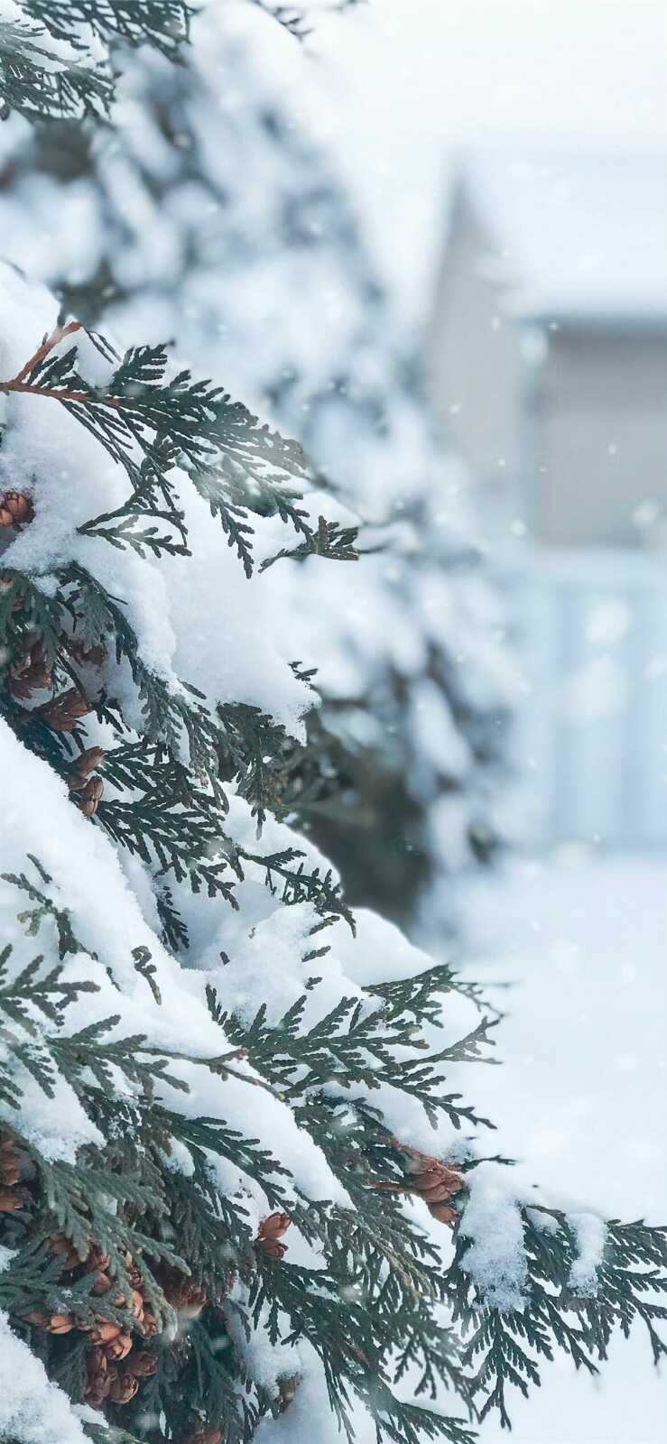 Cedar Trees 4K Wallpapers Collection