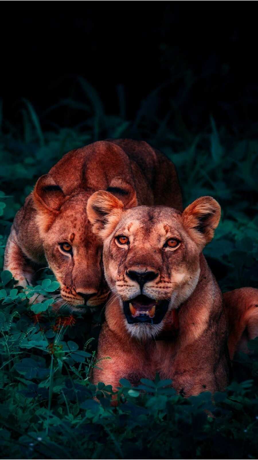 Two Lionesses Resting
